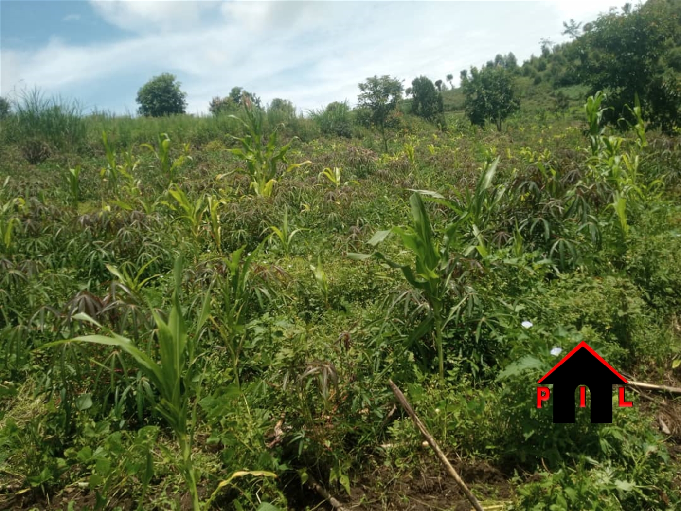 Agricultural Land for sale in Wobulenzi Luweero