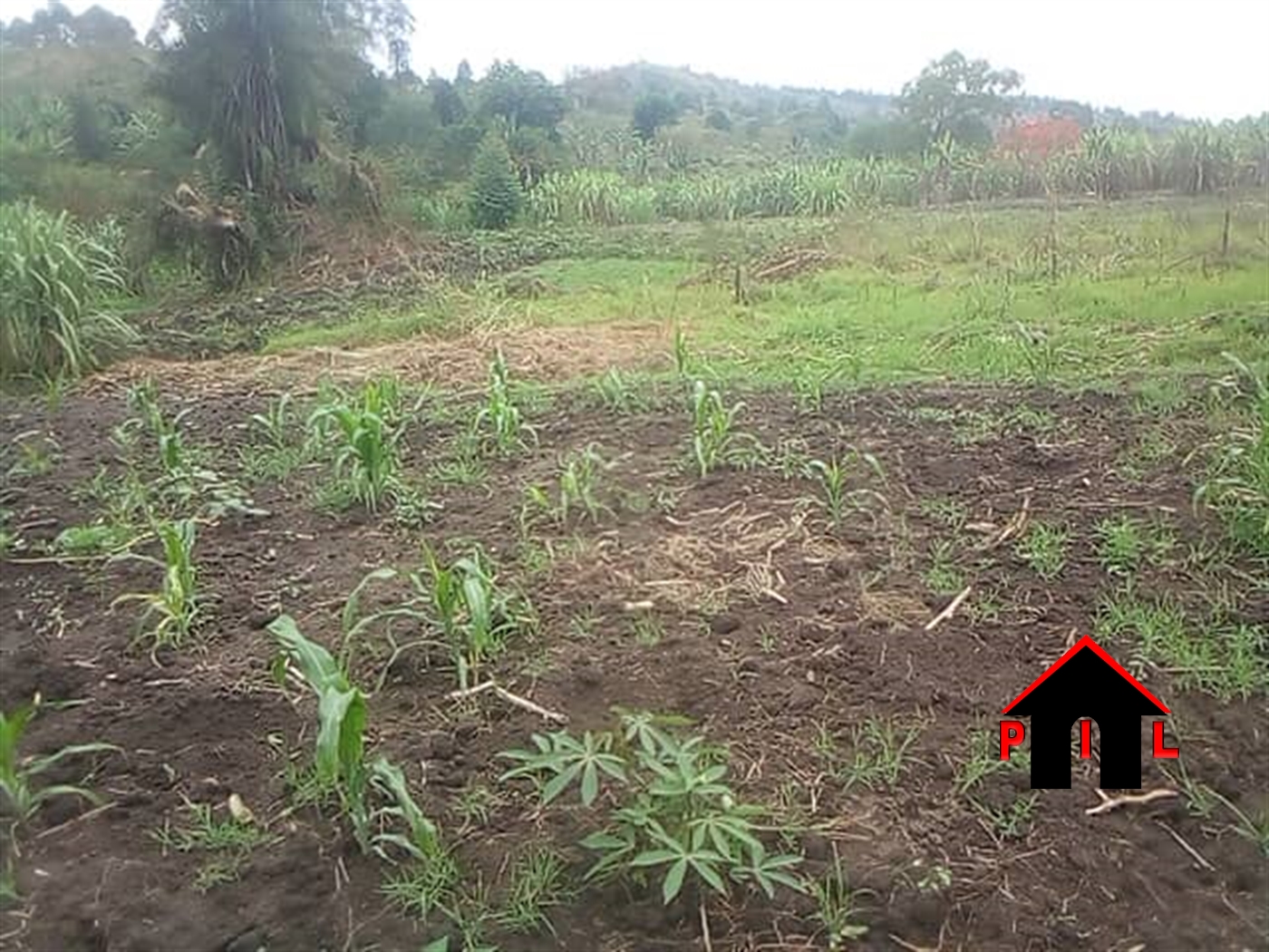 Agricultural Land for sale in Butemba Kyankwazi