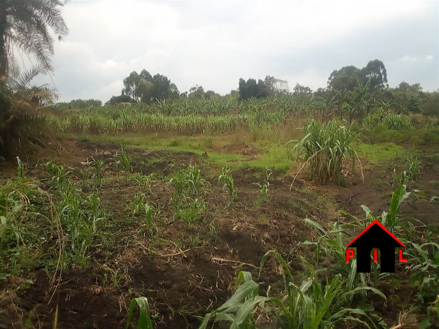 Agricultural Land for sale in Butemba Kyankwazi
