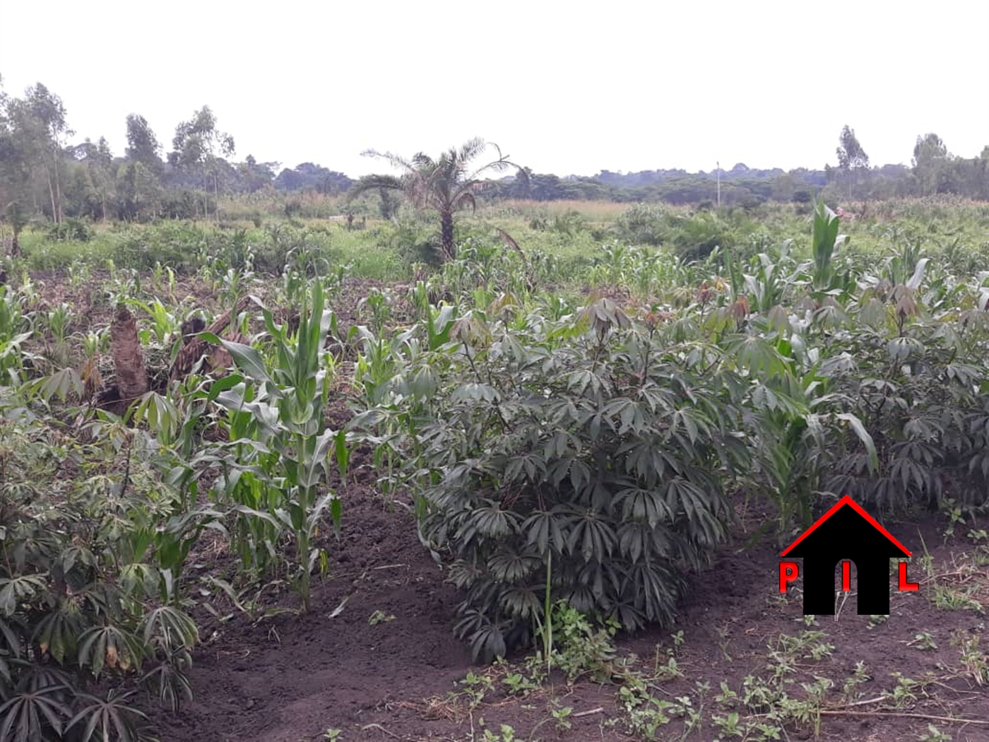 Agricultural Land for sale in Wobulenzi Luweero