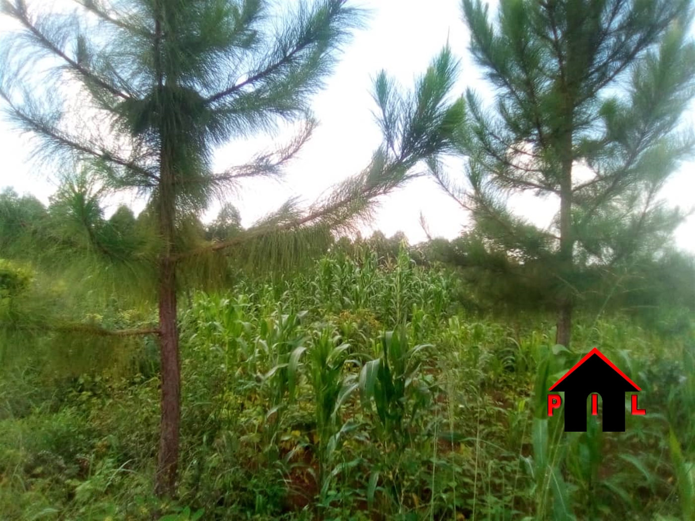 Commercial Land for sale in Kitwe Kayunga