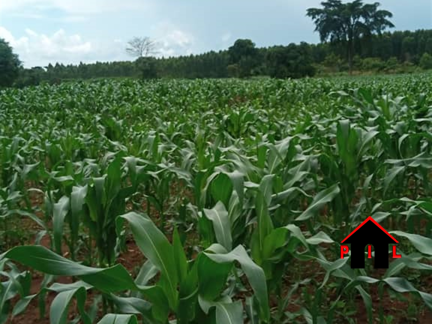Agricultural Land for sale in Kitenderi Luweero