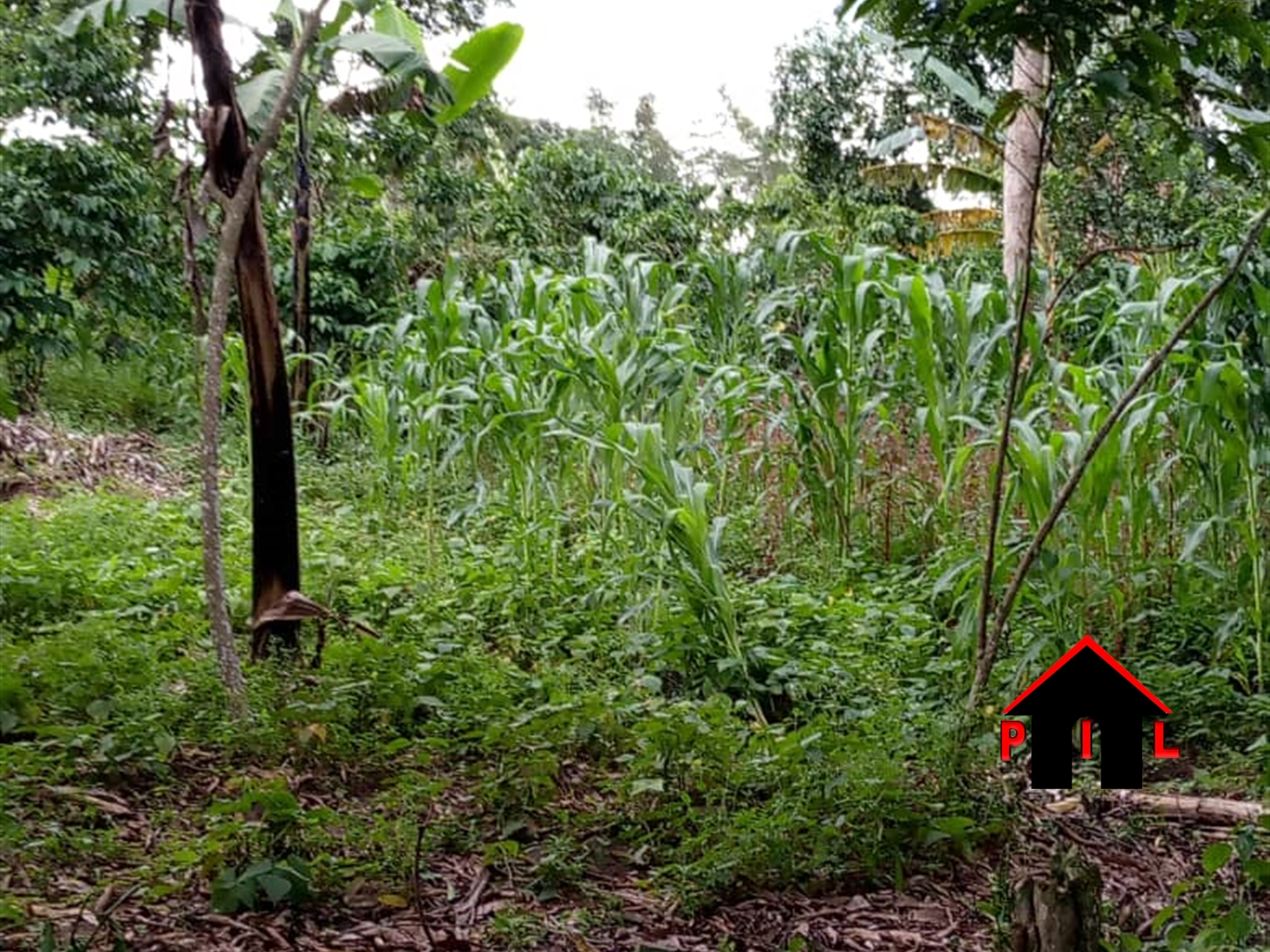 Agricultural Land for sale in Kasambya Mubende