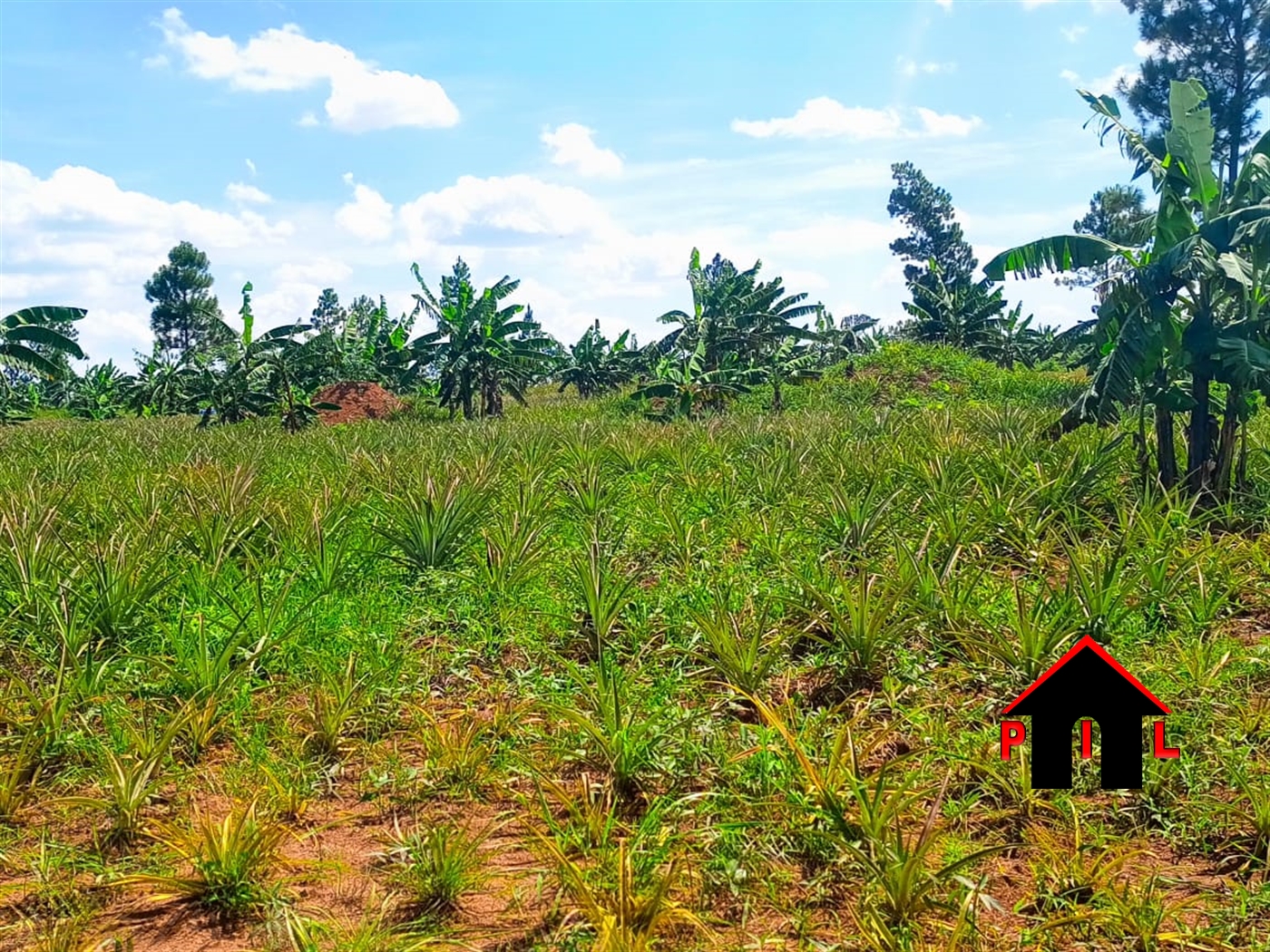 Agricultural Land for sale in Nambeere Luweero