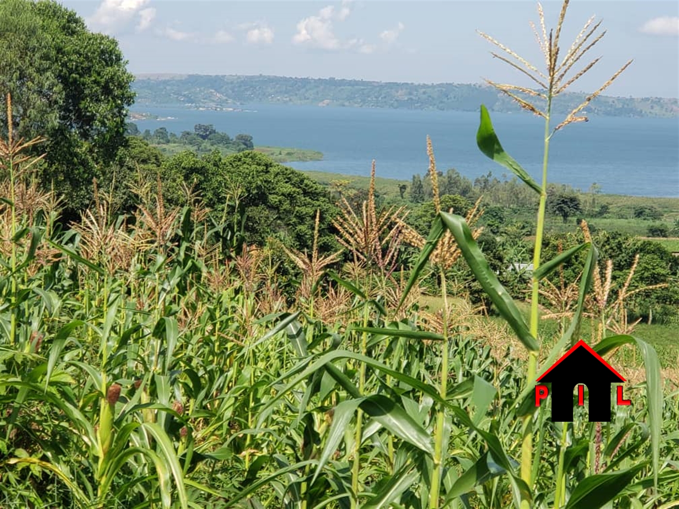 Agricultural Land for sale in Buwooya Buyikwe