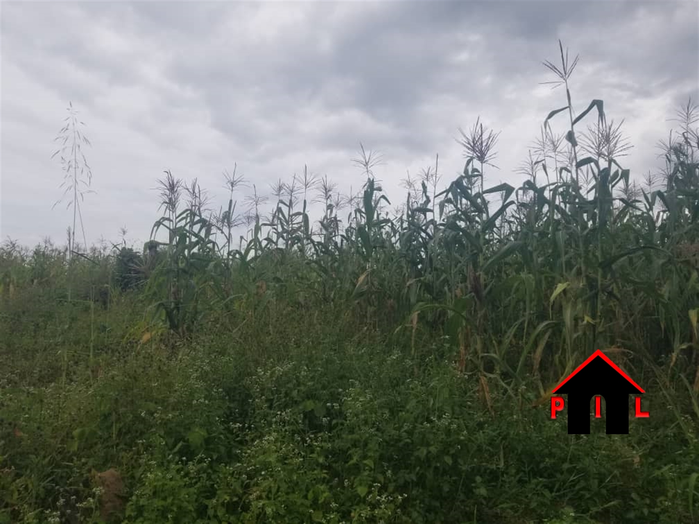 Agricultural Land for sale in Buyege Wakiso