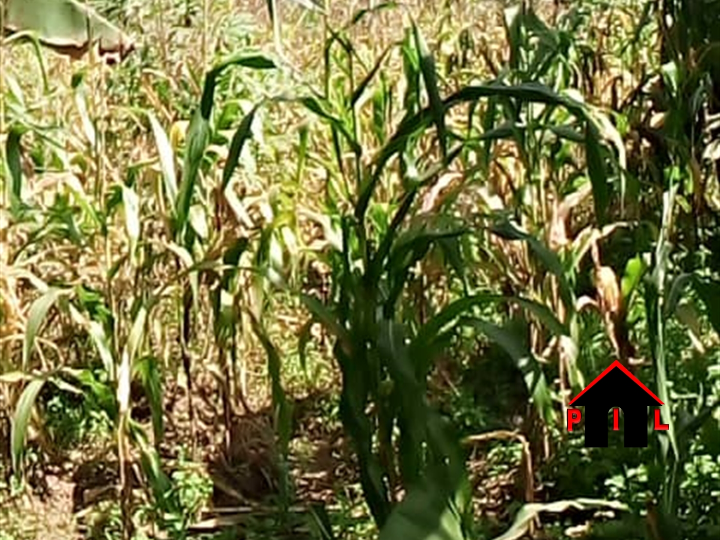 Agricultural Land for sale in Nsangi Wakiso