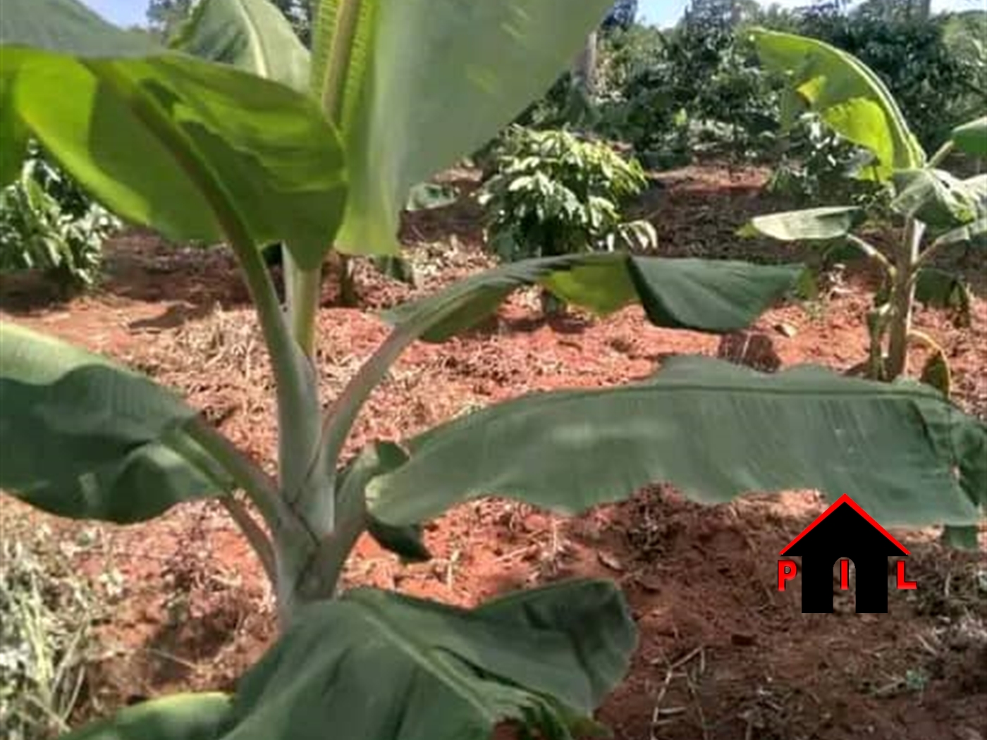 Agricultural Land for sale in Kakinzi Luweero