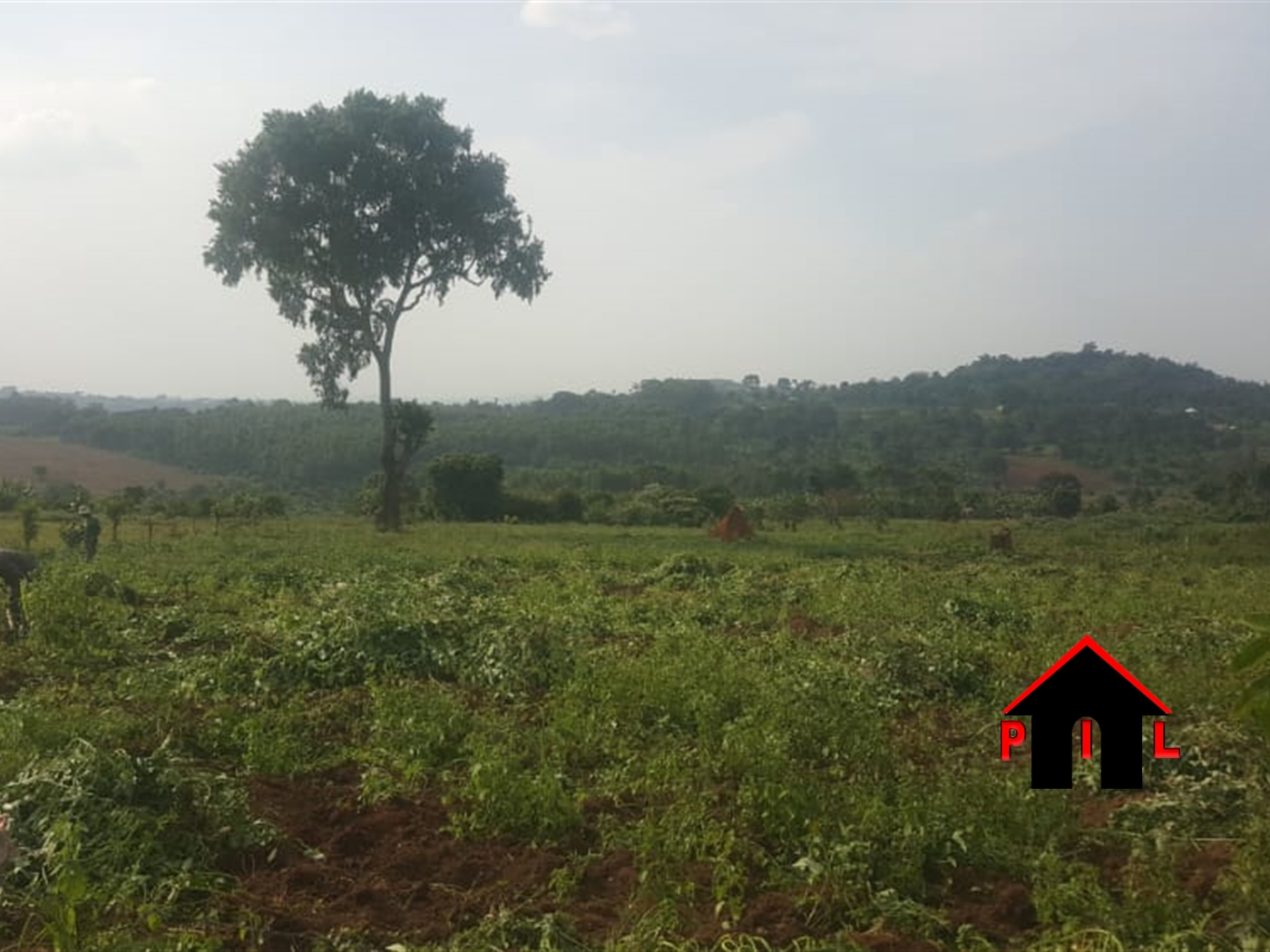 Agricultural Land for sale in Katalekake Luweero