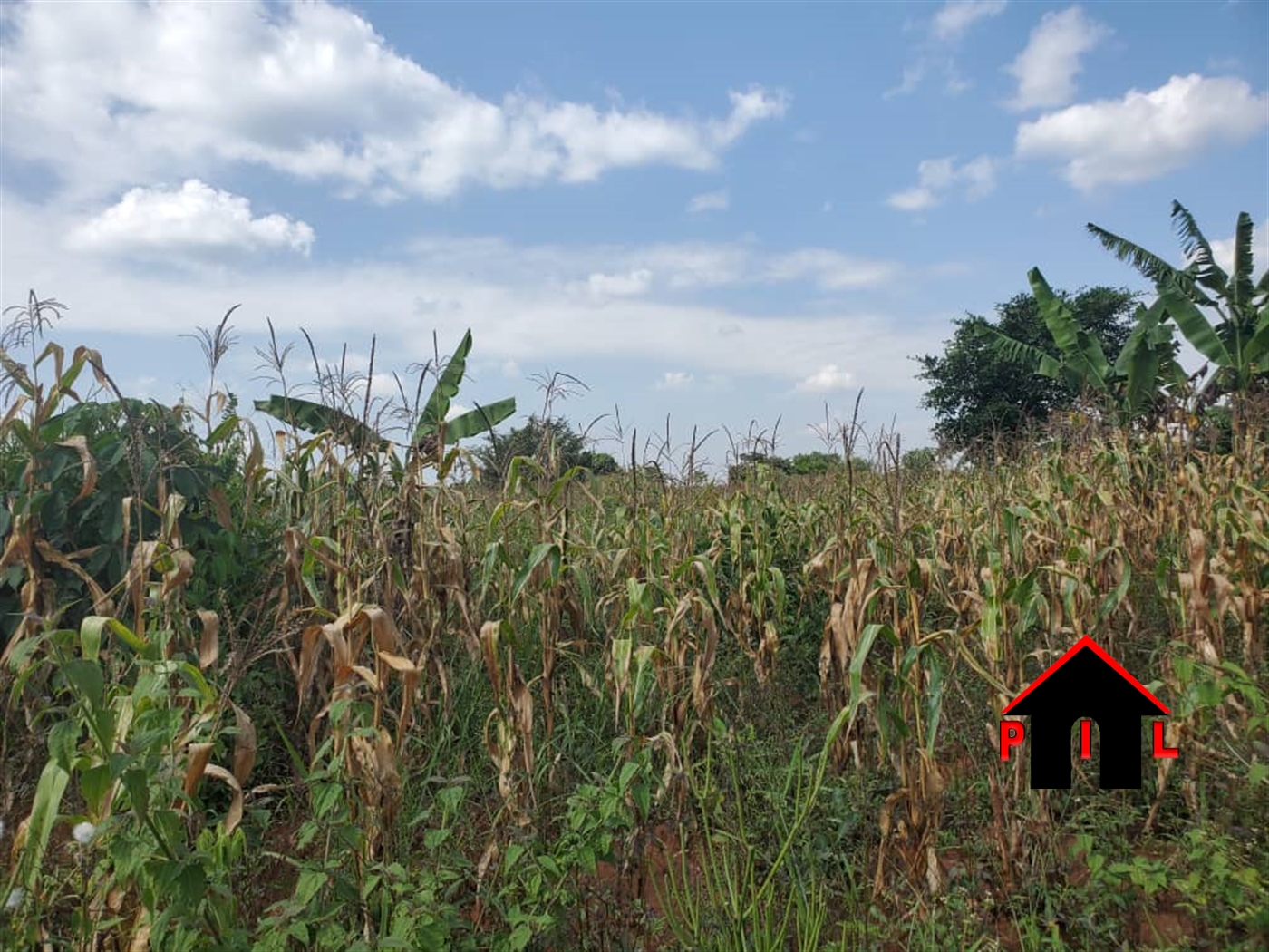 Agricultural Land for sale in Buyego Luweero