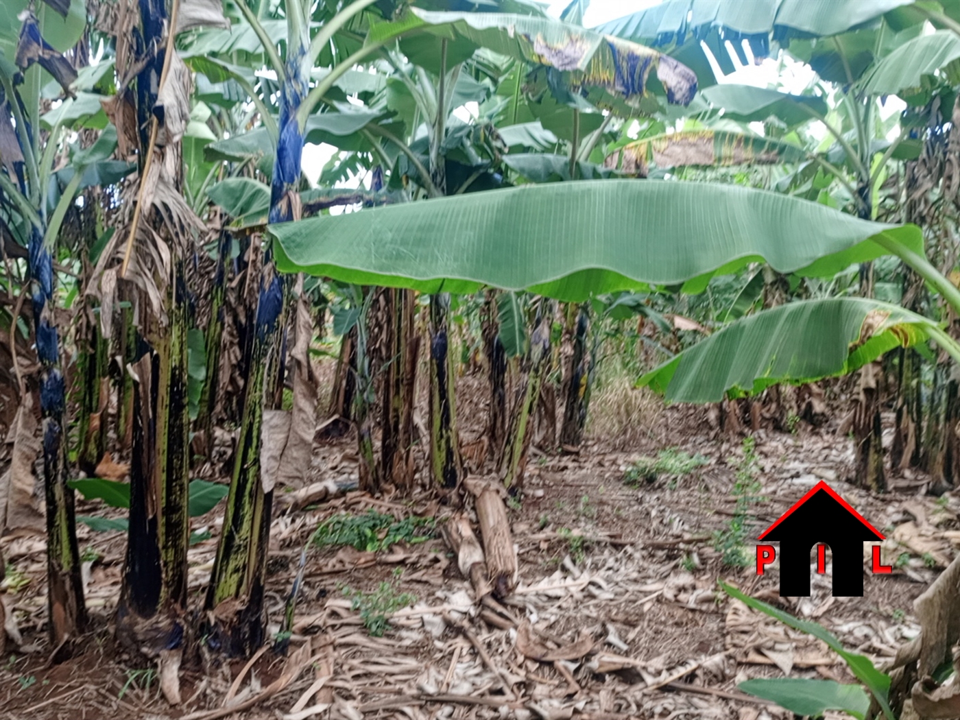 Commercial Land for sale in Kikyuusa Luweero