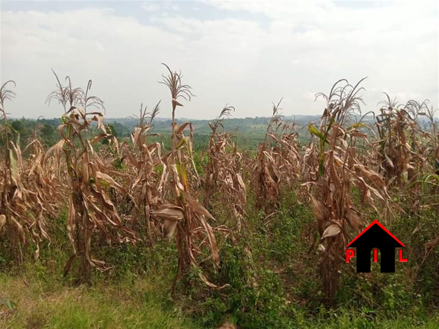 Agricultural Land for sale in Bukeelele Wakiso