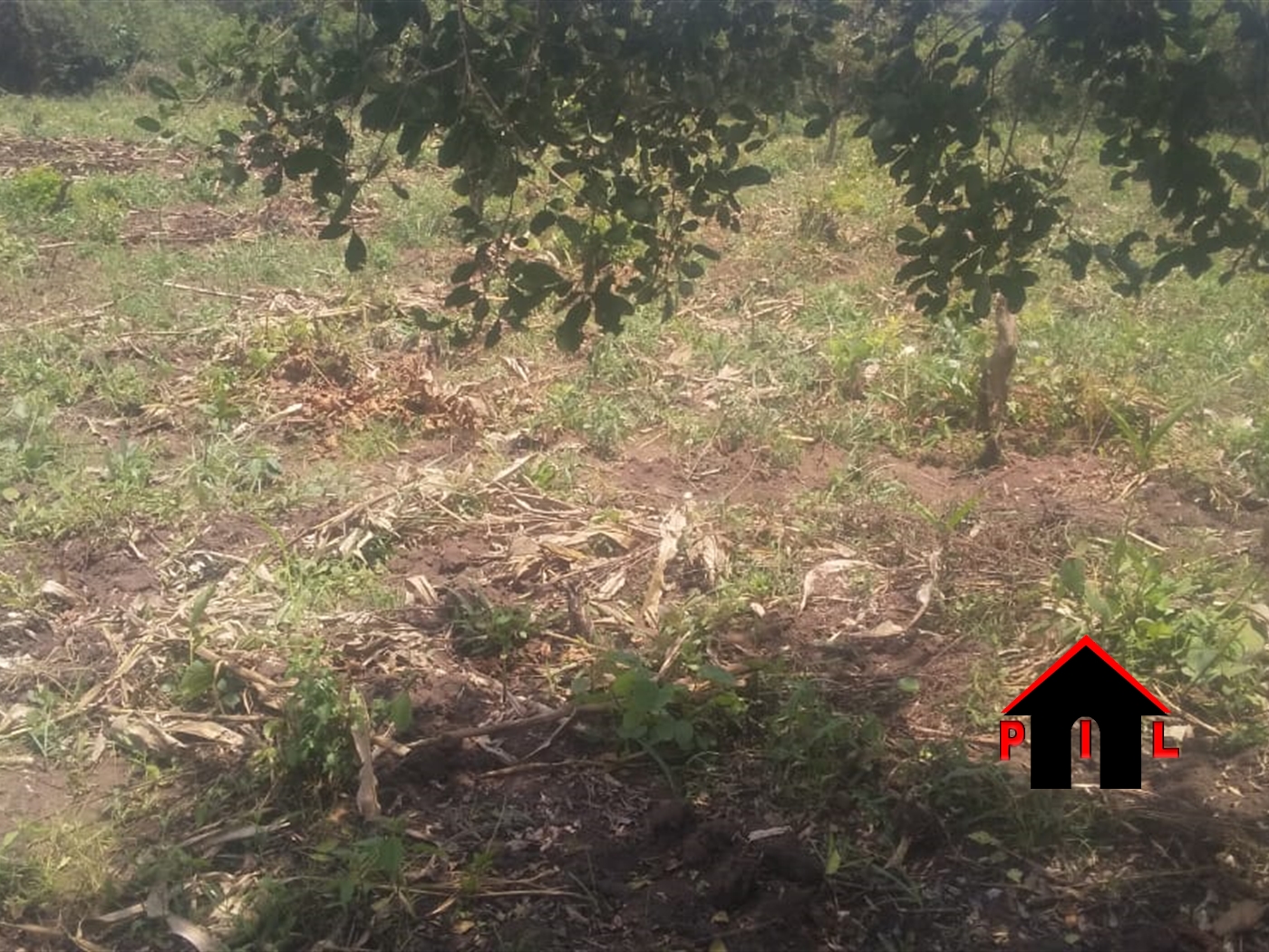 Commercial Land for sale in Rubaare Ntungamo
