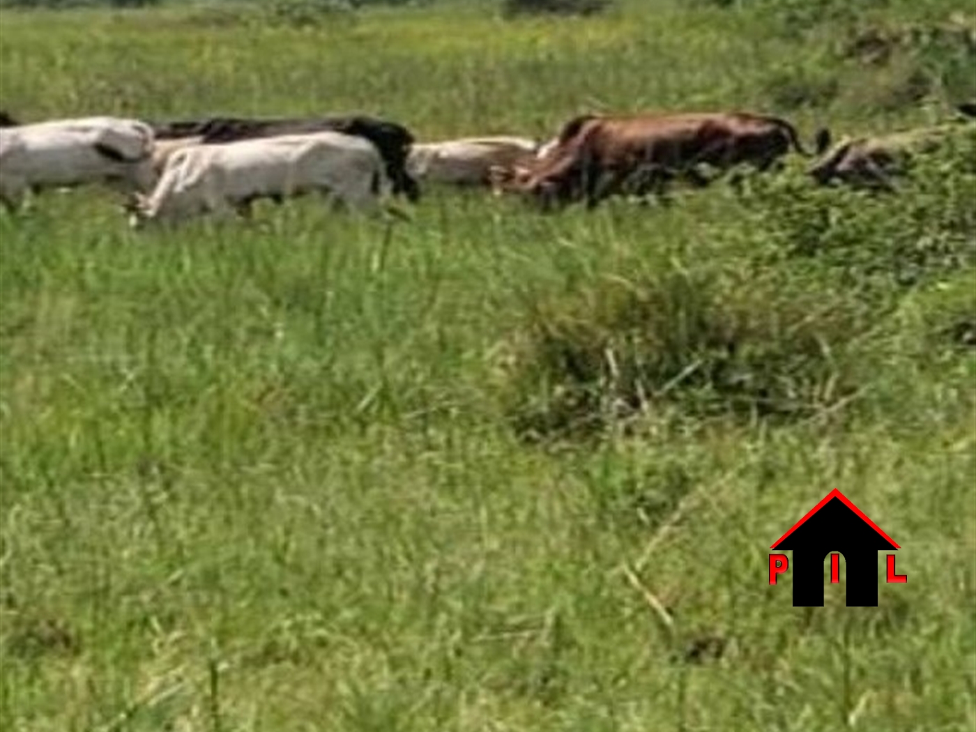 Agricultural Land for sale in Giriki Bulambuli
