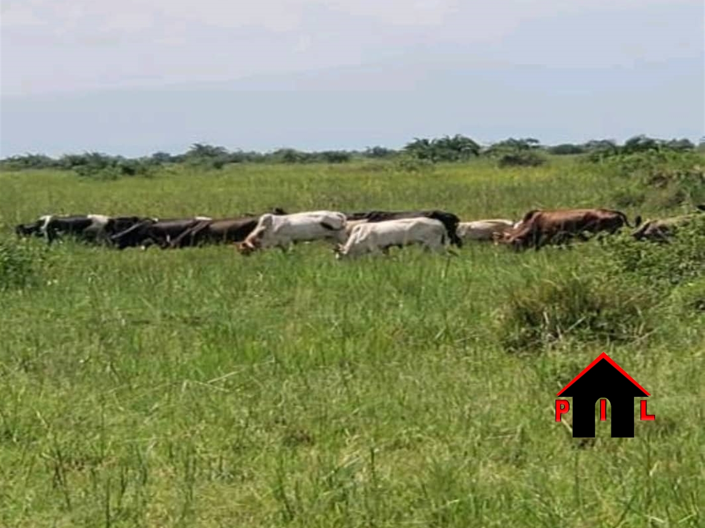 Agricultural Land for sale in Giriki Bulambuli