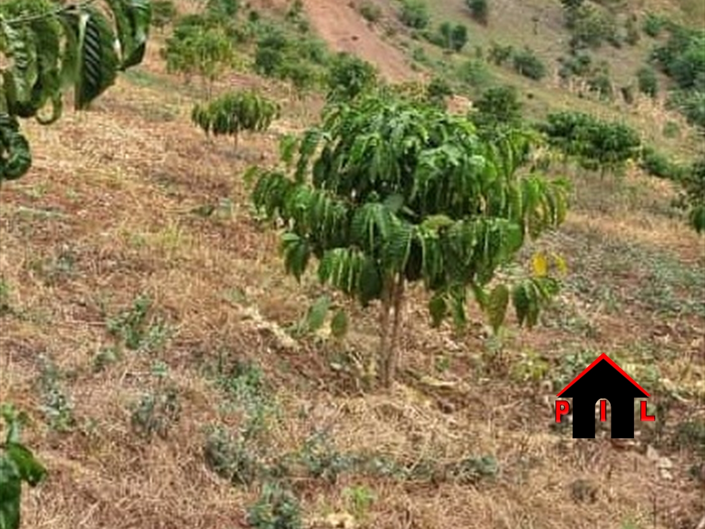 Agricultural Land for sale in Koranorya Mbarara