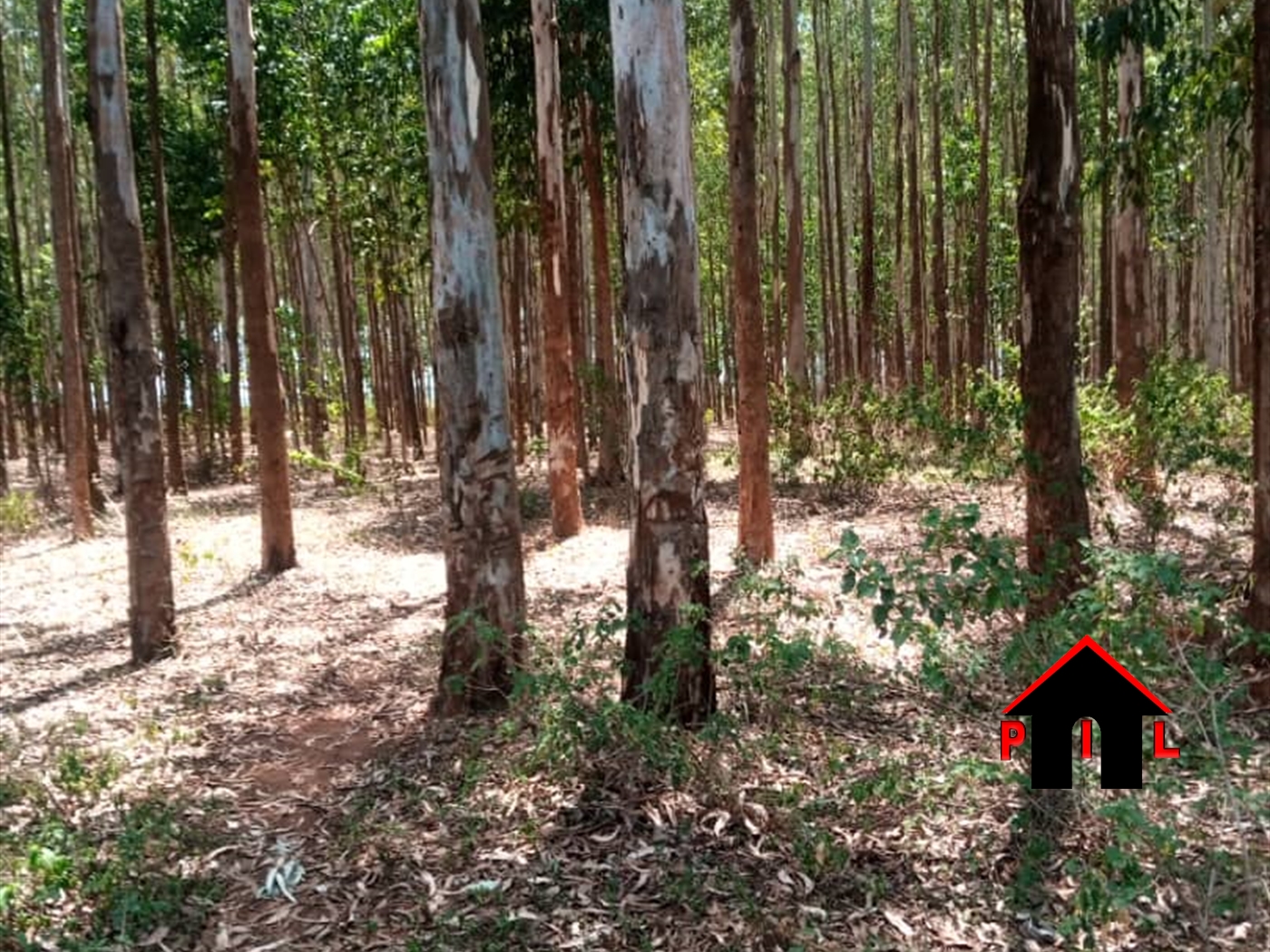 Agricultural Land for sale in Kanyumu Butebo