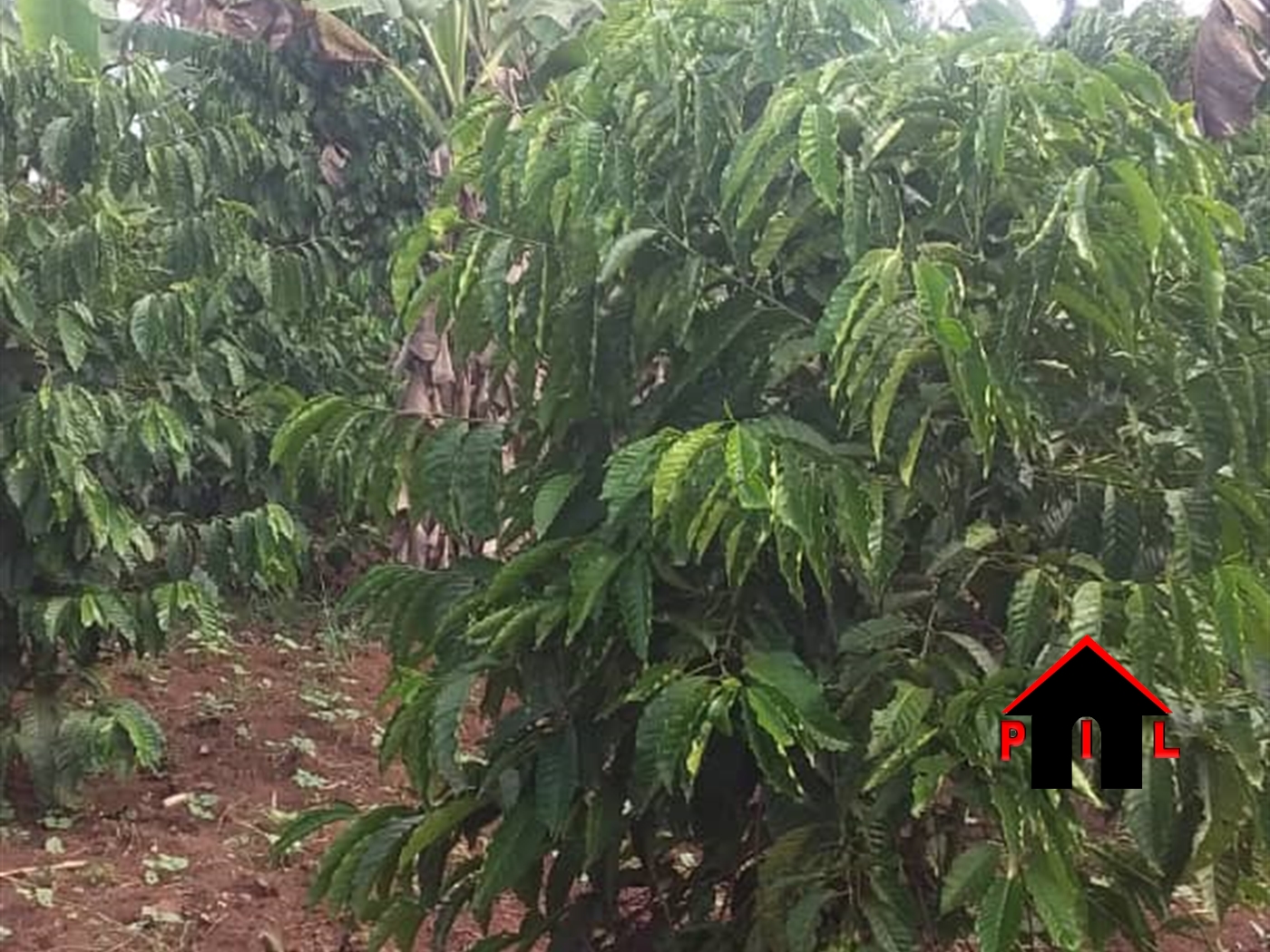 Agricultural Land for sale in Bweyeyo Luweero