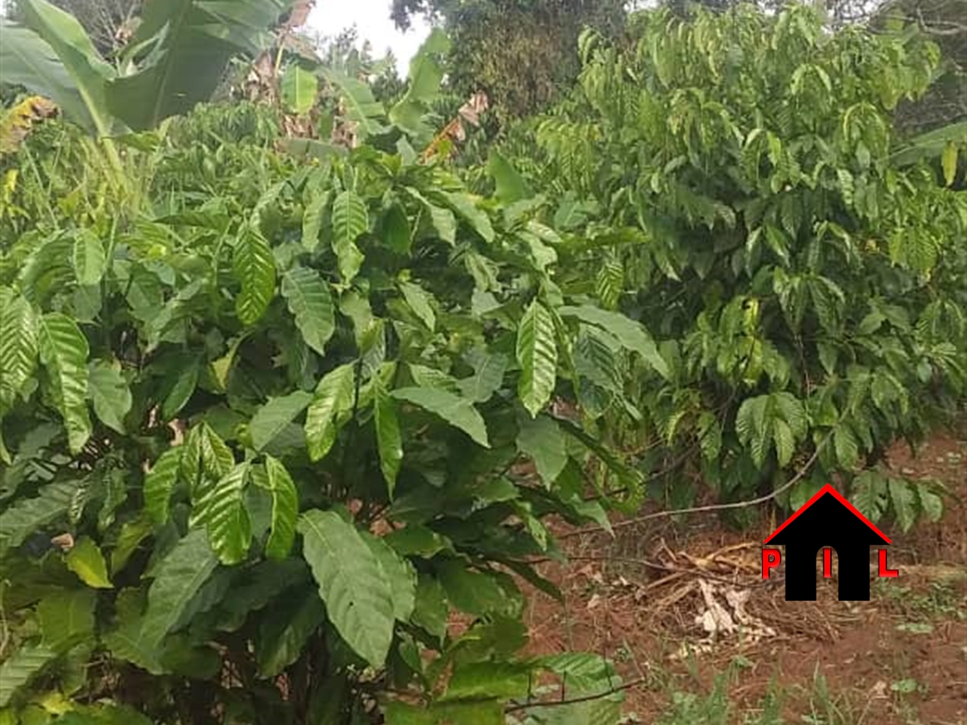 Agricultural Land for sale in Bweyeyo Luweero