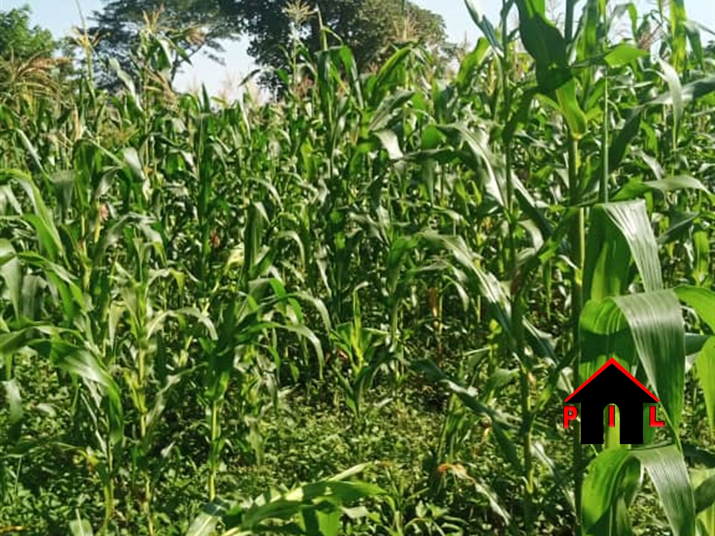 Agricultural Land for sale in Kawango Mpigi