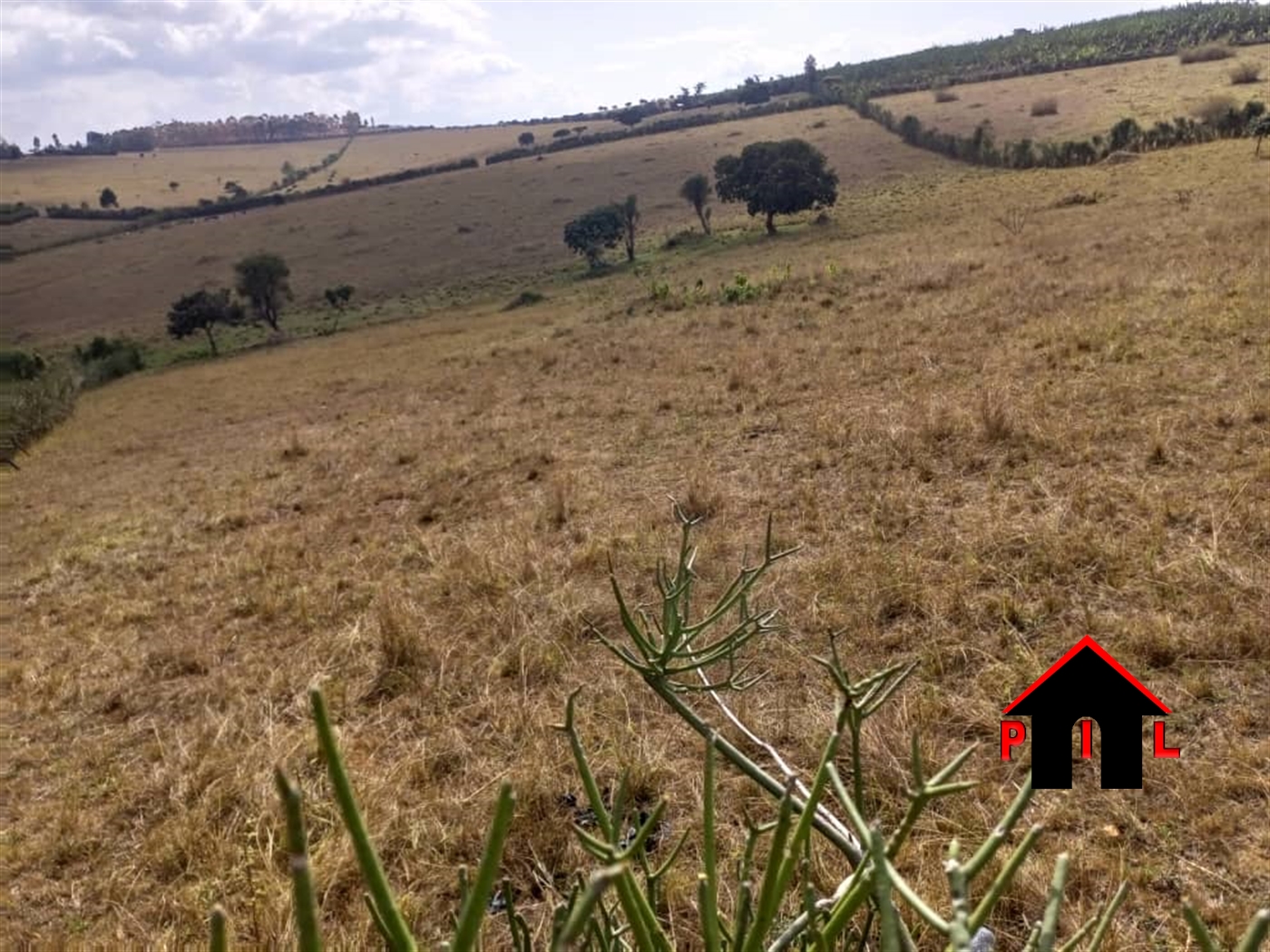 Agricultural Land for sale in Kyafoora Ntungamo