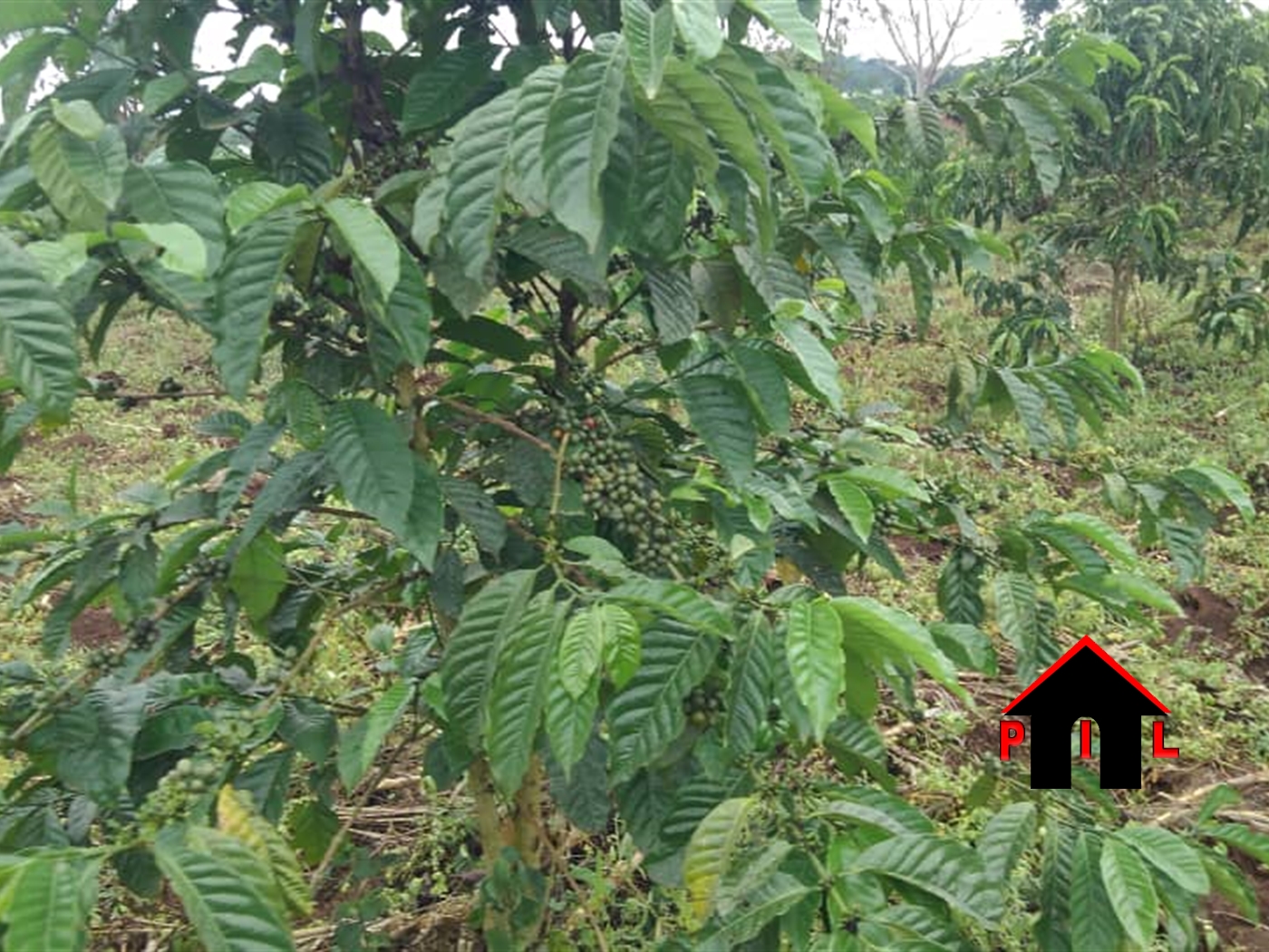 Agricultural Land for sale in Kito Mityana