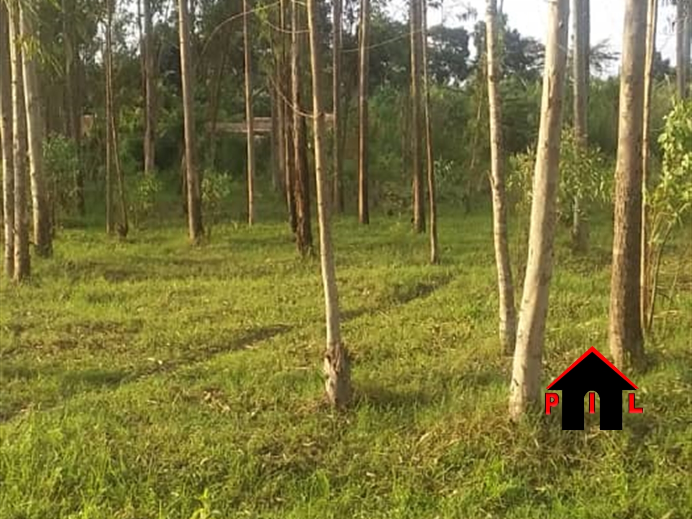 Agricultural Land for sale in Kalongo Luweero