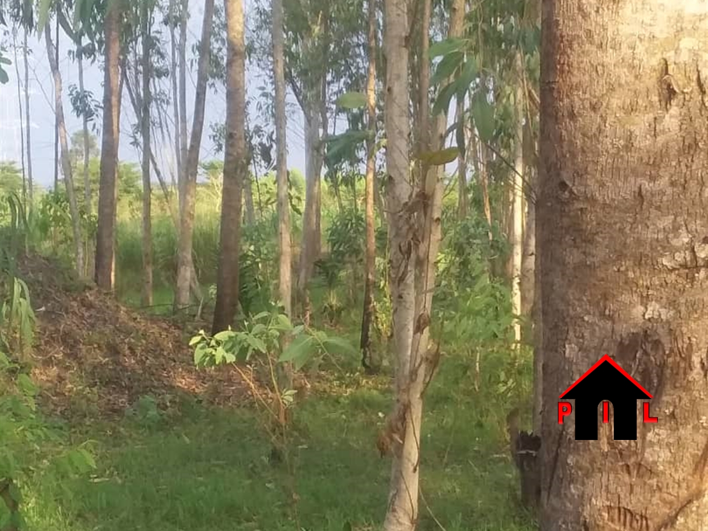 Agricultural Land for sale in Kalongo Luweero