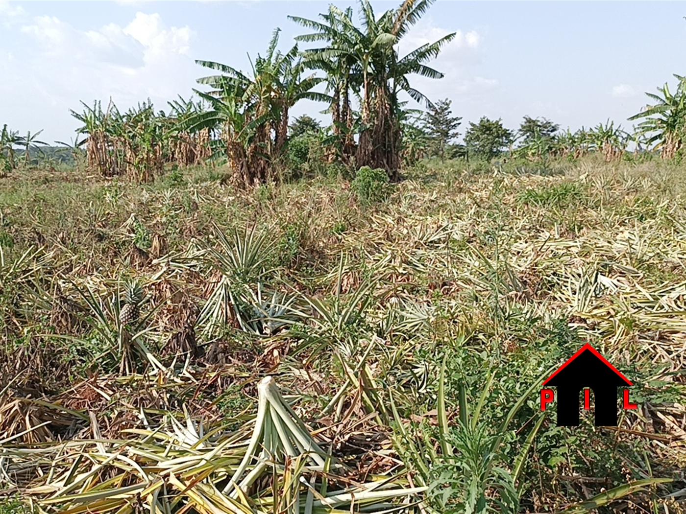 Commercial Land for sale in Kasana Luweero