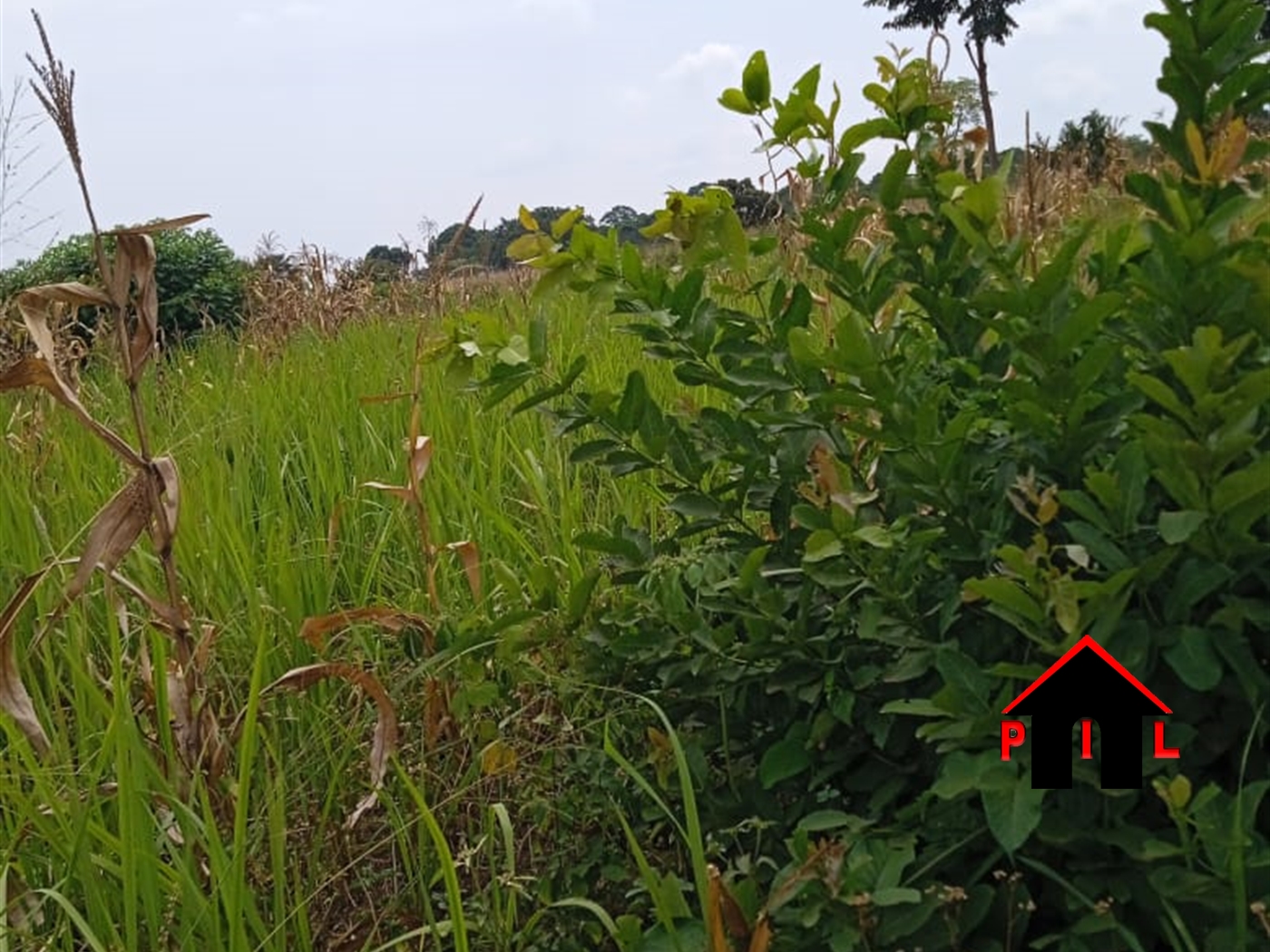 Residential Land for sale in Katengyeto Ibanda