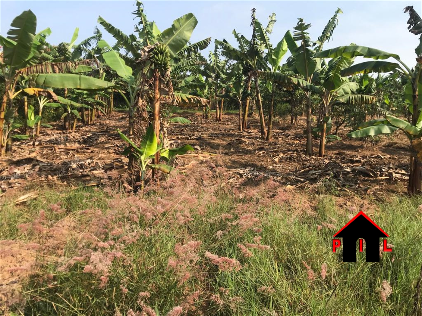 Agricultural Land for sale in Kyamate Ntungamo