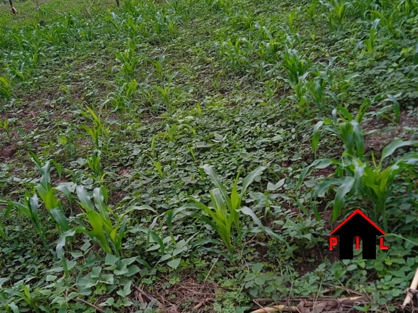 Agricultural Land for sale in Namasagali Kamuli