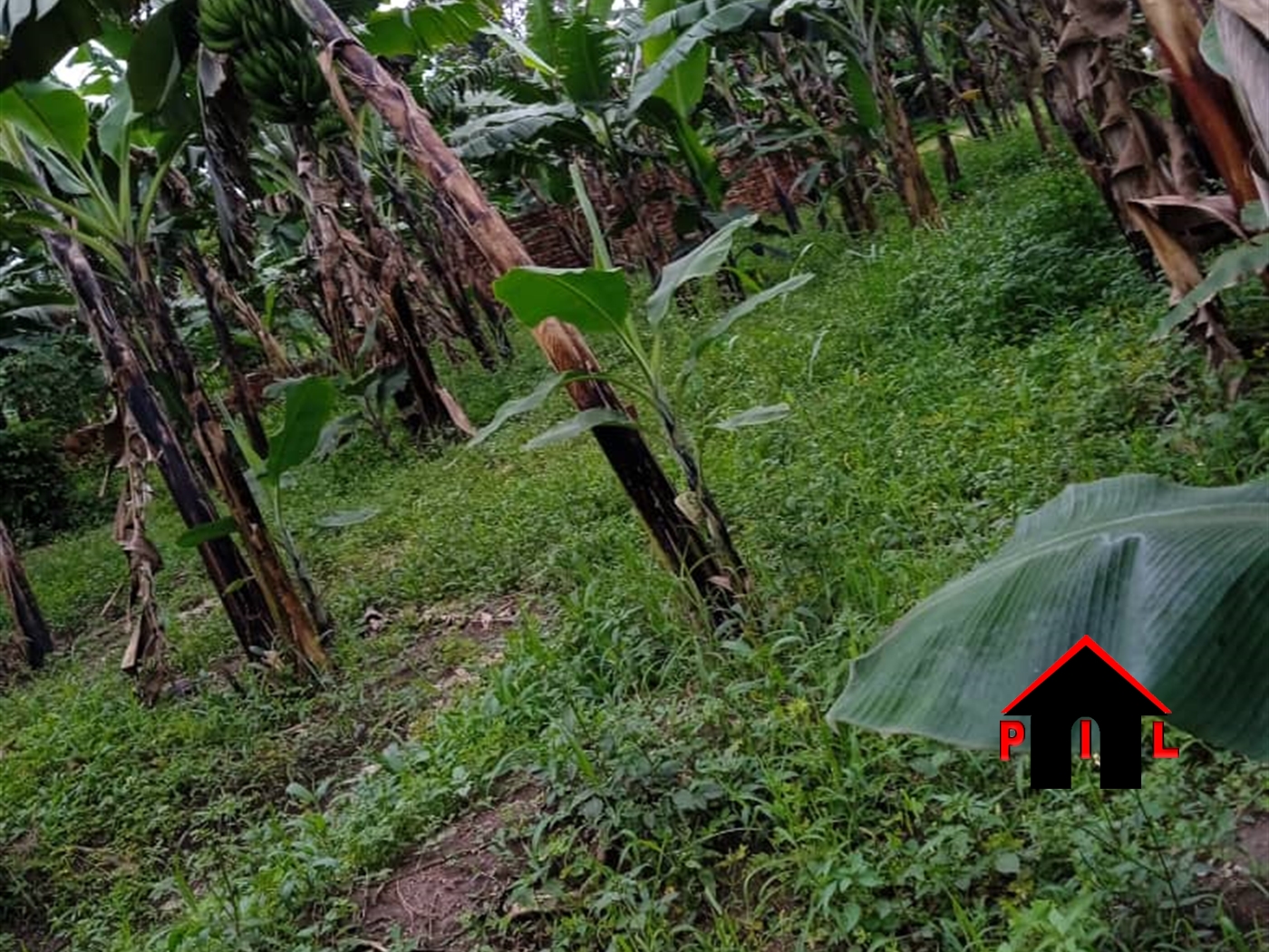 Agricultural Land for sale in Bugwa Bulambuli