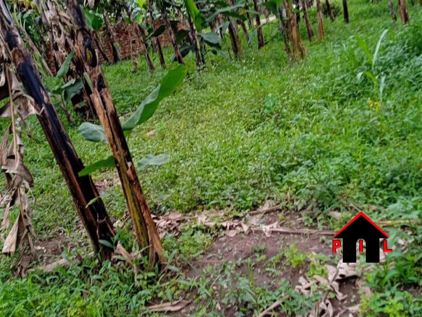 Agricultural Land for sale in Tademeri Budaka