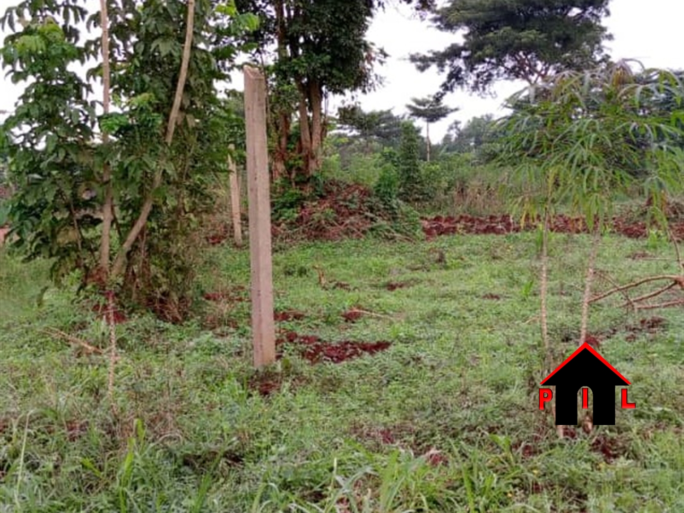 Agricultural Land for sale in Kapelebyong Amuria