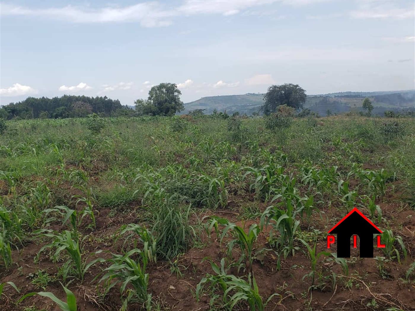 Agricultural Land for sale in Nakabala Mubende