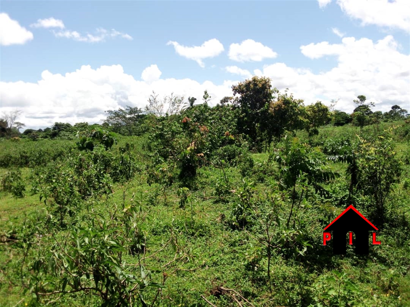 Agricultural Land for sale in Nakabala Mubende