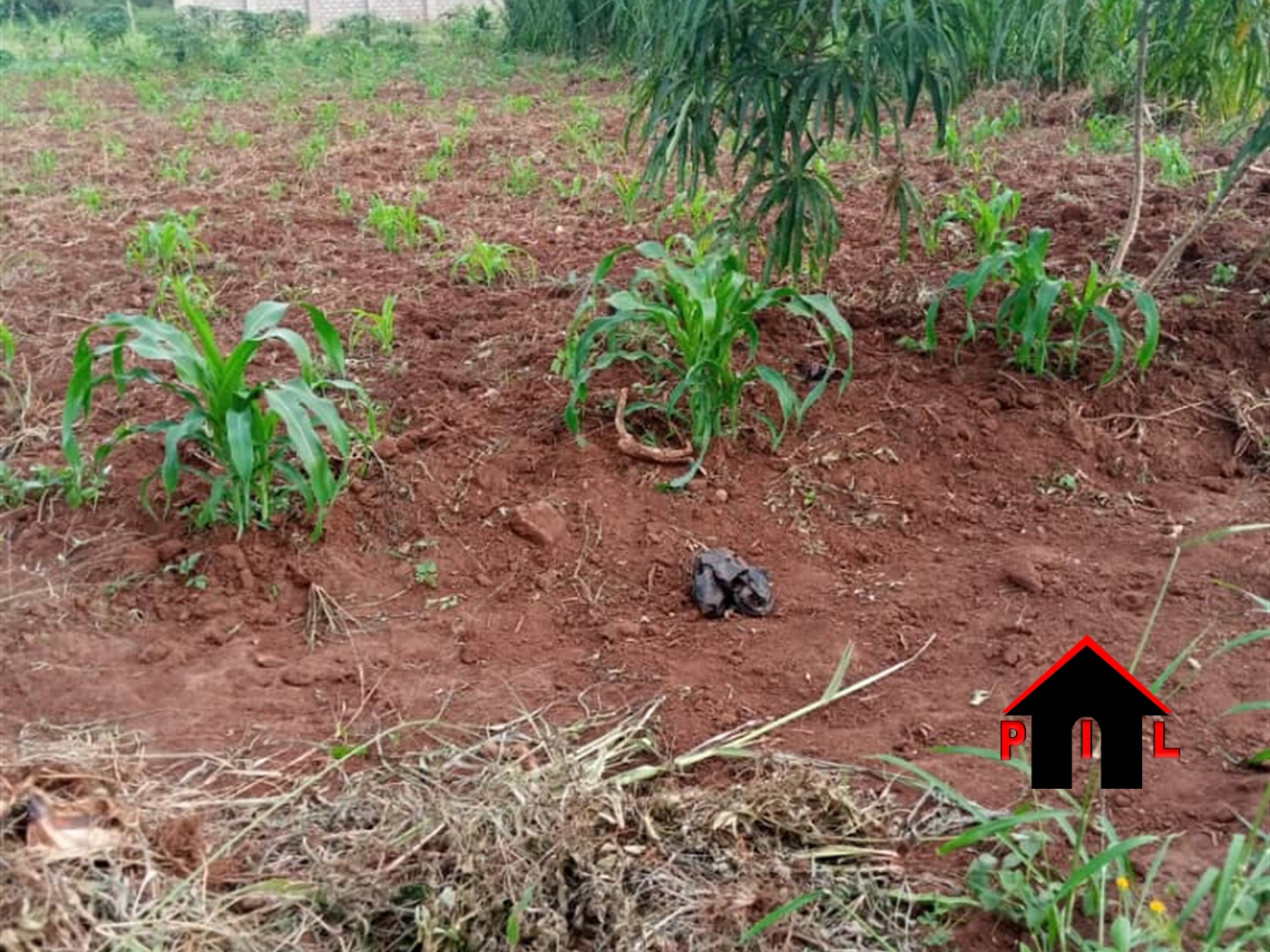 Agricultural Land for sale in Kyaliwajjala Wakiso