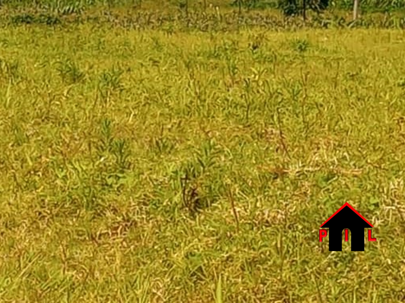 Agricultural Land for sale in Ssanga Kiruhura