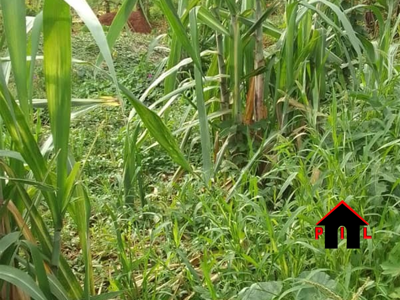 Commercial Land for sale in Kyeera Kiruhura