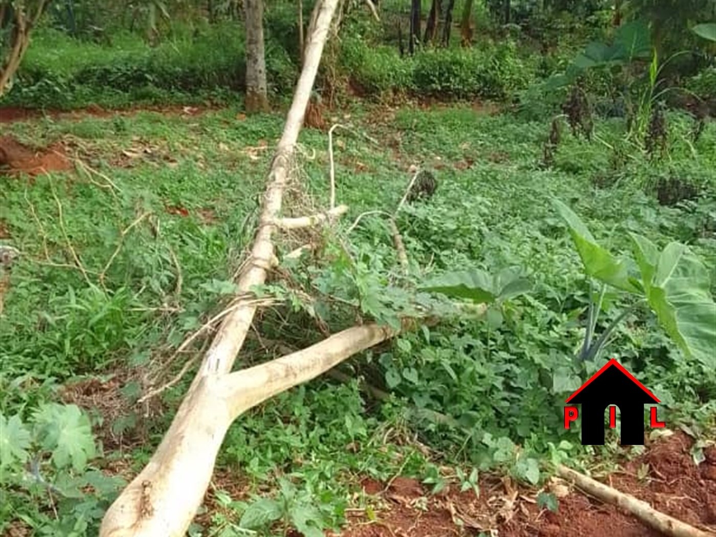 Commercial Land for sale in Kyambuga Mbarara