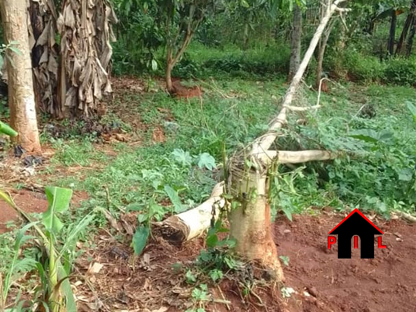 Commercial Land for sale in Kashari Mbarara