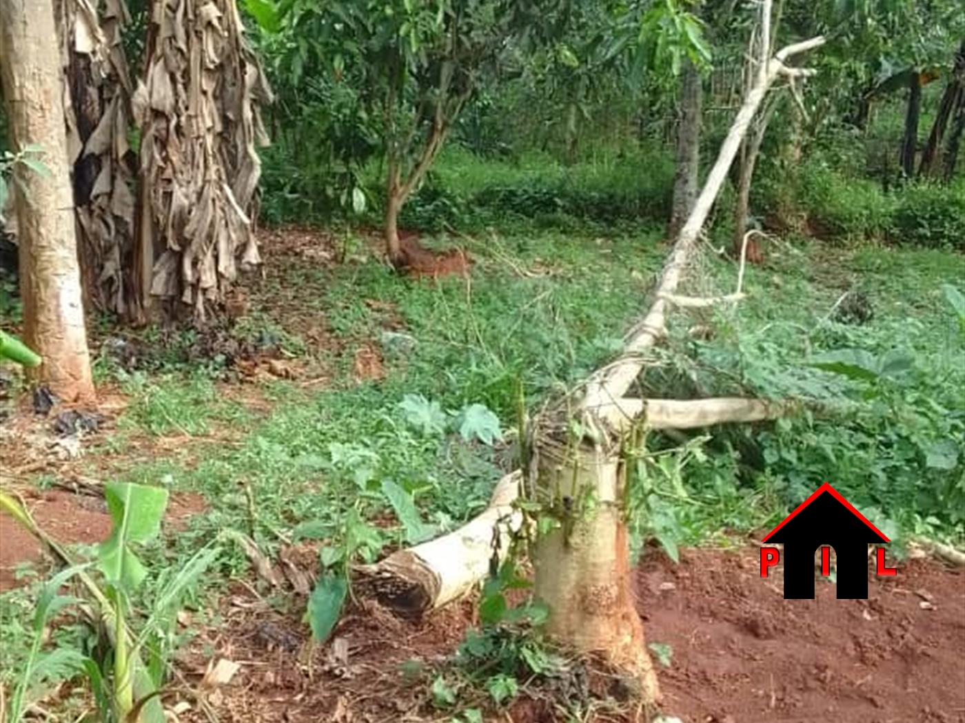 Commercial Land for sale in Kashari Mbarara