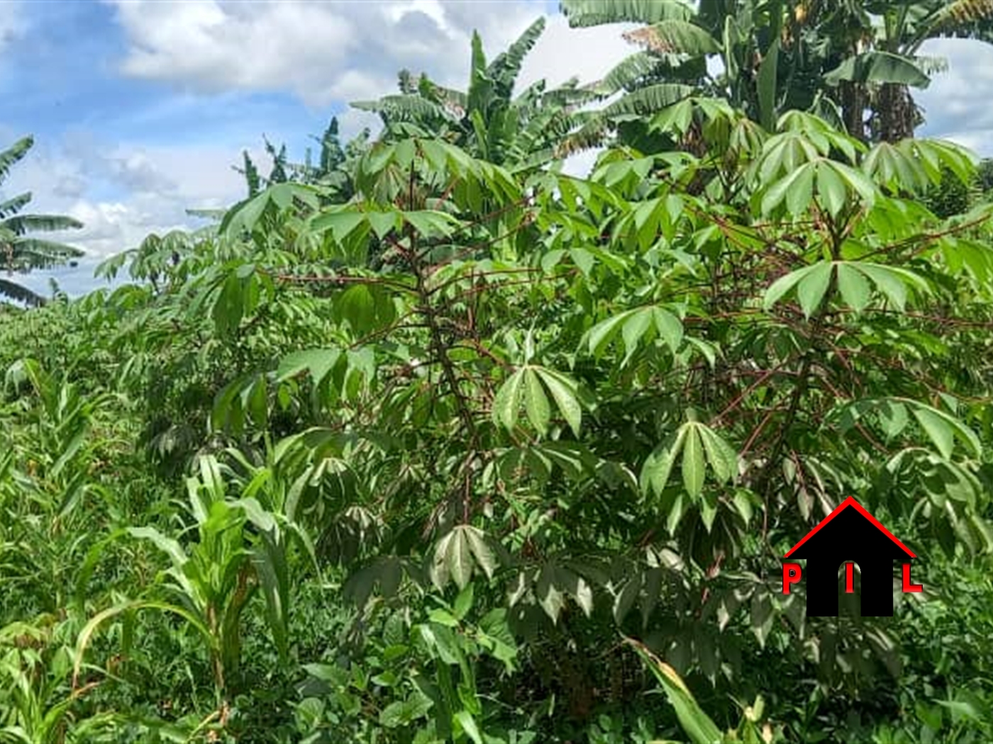 Agricultural Land for sale in Nakifuma Mukono