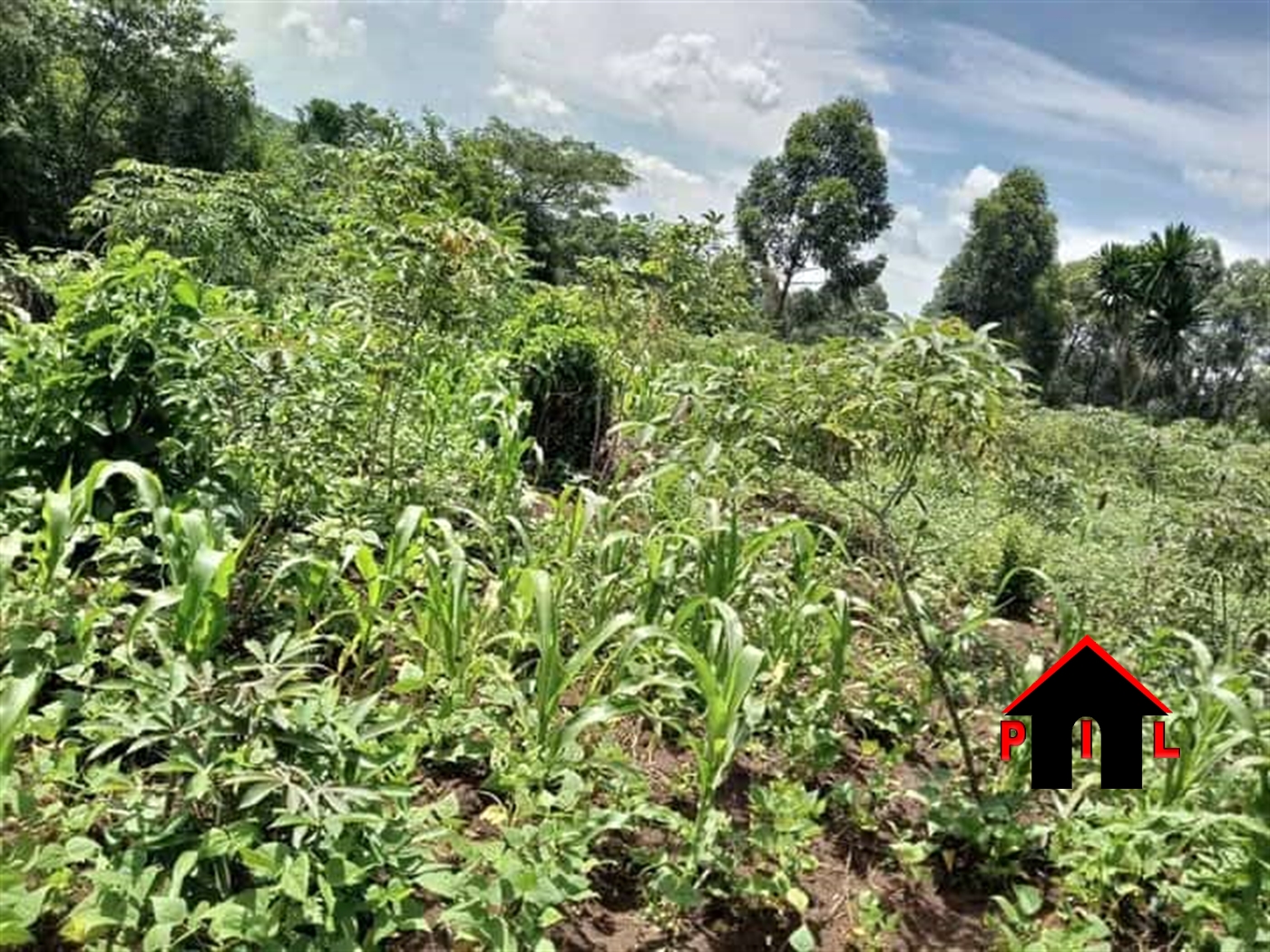 Agricultural Land for sale in Butundizi Kyenjojo