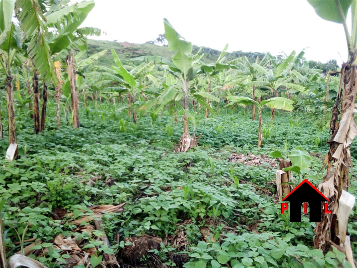 Agricultural Land for sale in Nyarubanga Mbarara