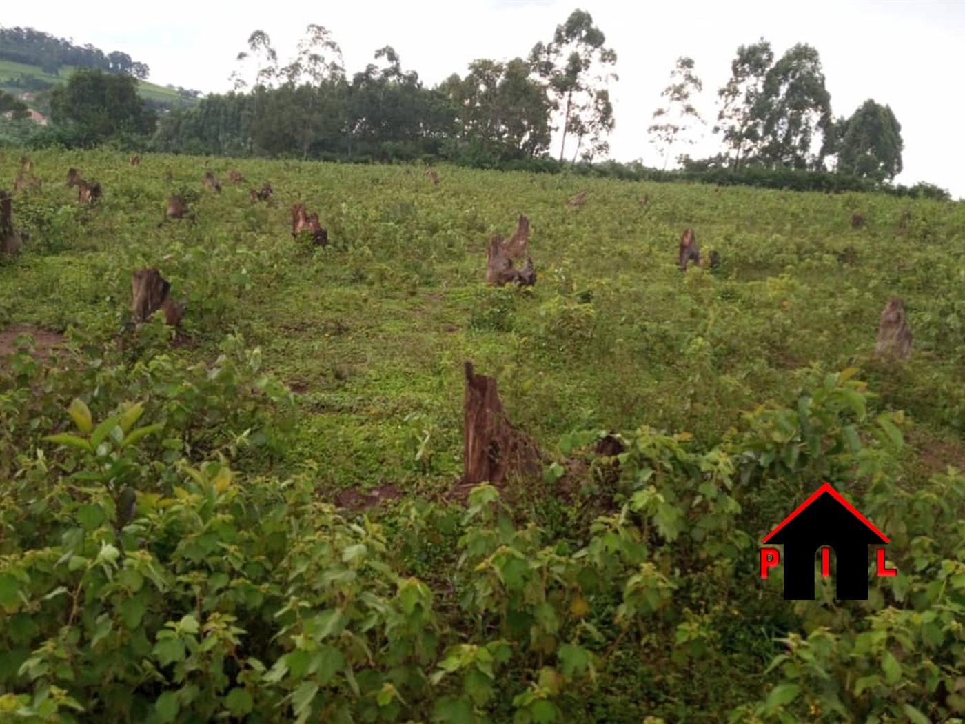Agricultural Land for sale in Katiba Kyenjojo