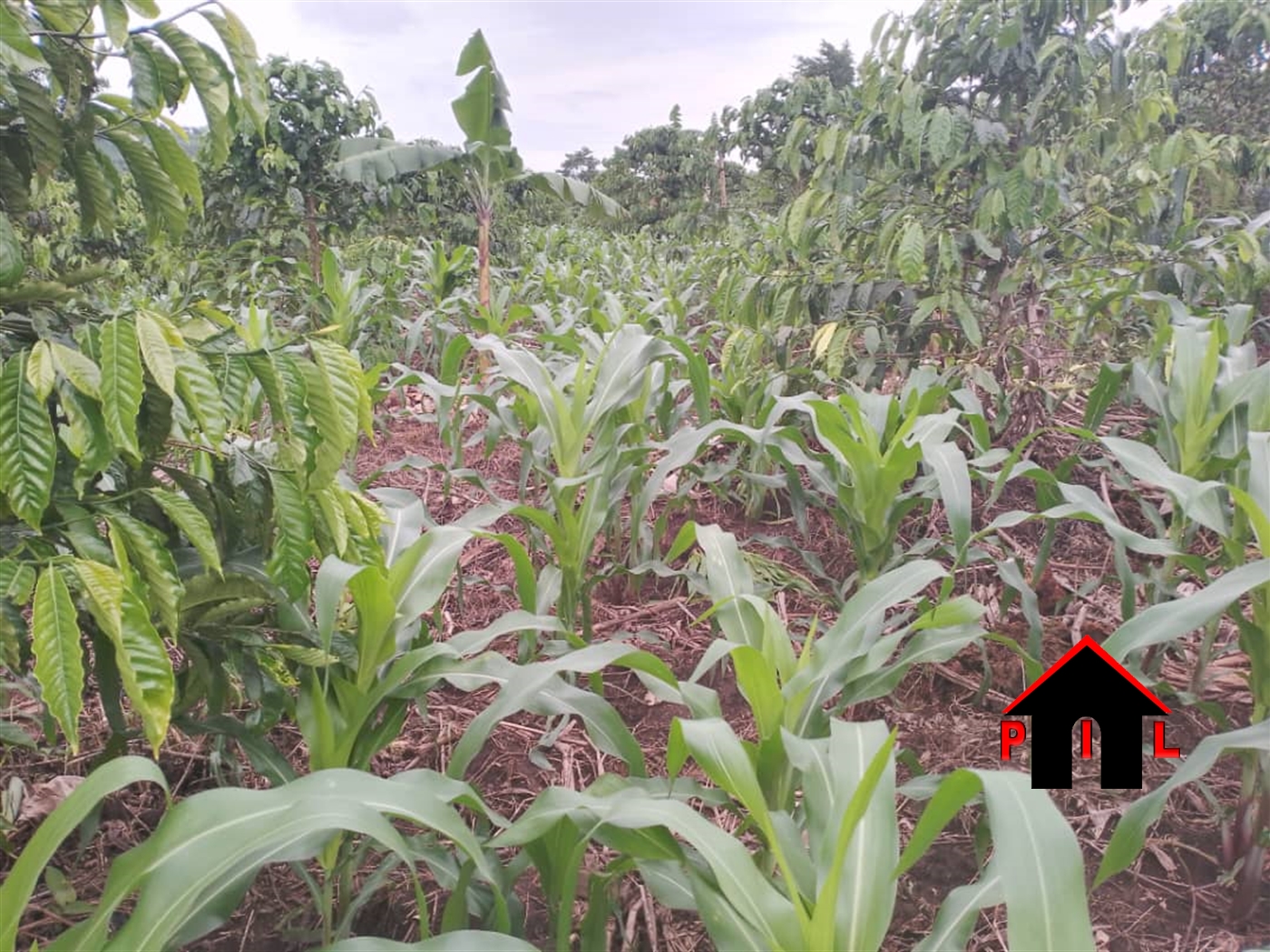 Agricultural Land for sale in Kiyogaanyi Mityana