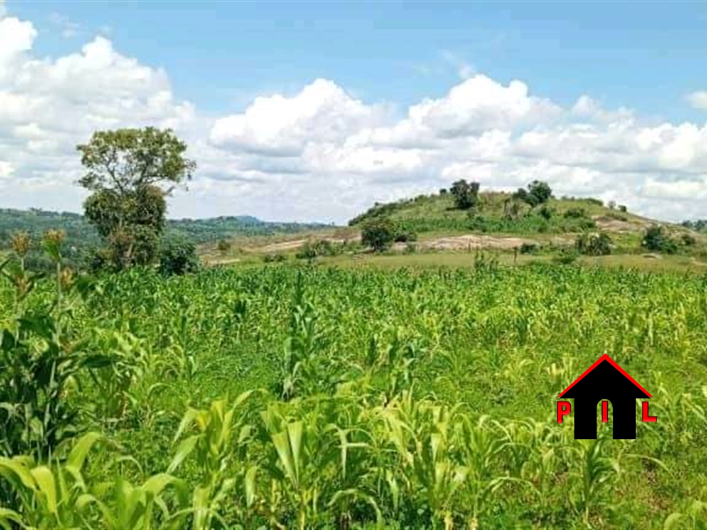 Commercial Land for sale in Makole Kyegegwa