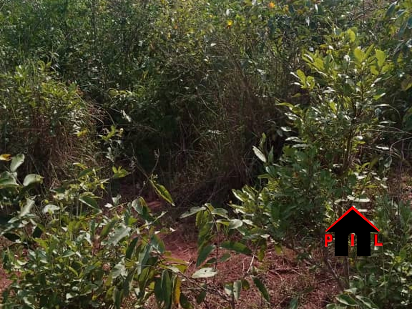 Agricultural Land for sale in Kalungi Nakasongola